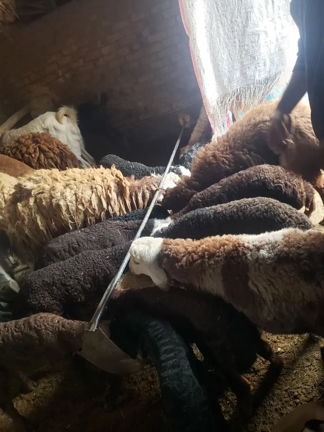 میش زاییده|حیوانات مزرعه|تایباد, |دیوار