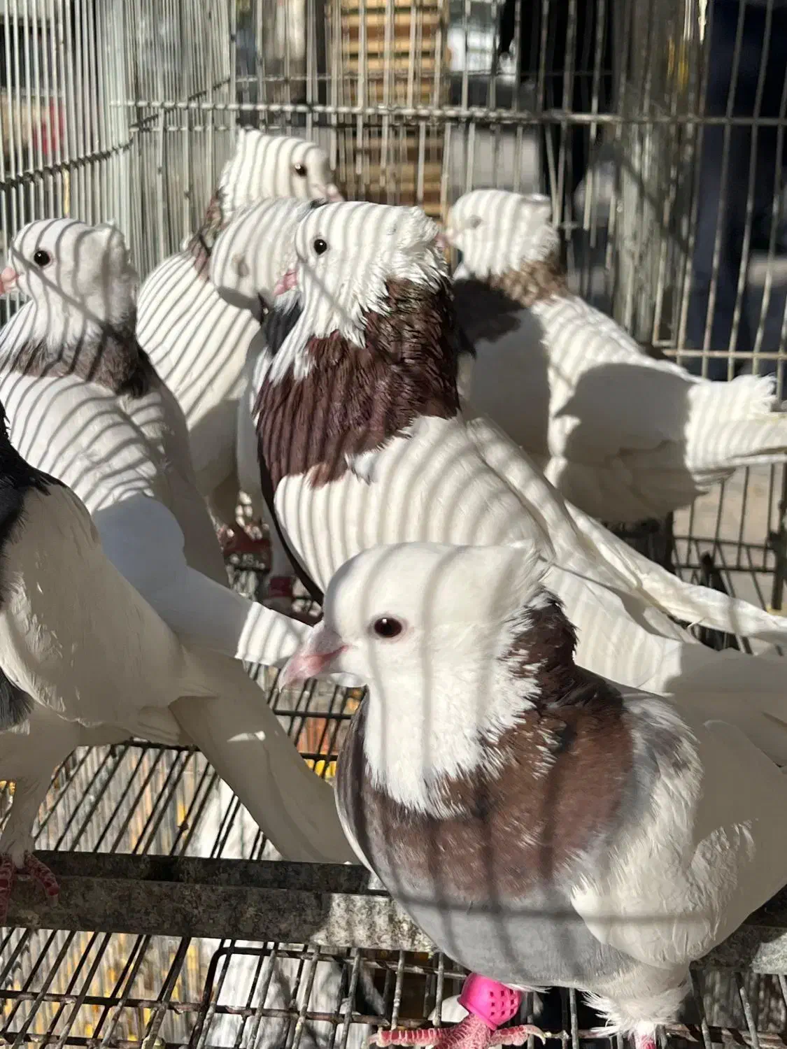 کبوتر طوقی.زاغ.کاشونی|پرنده|بروجن, |دیوار