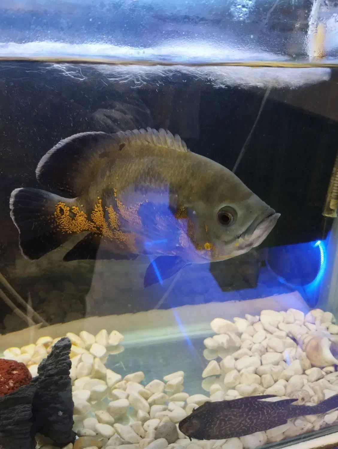 ماهی اسکار|ماهی|هشتگرد, شهرک صبا سوله|دیوار