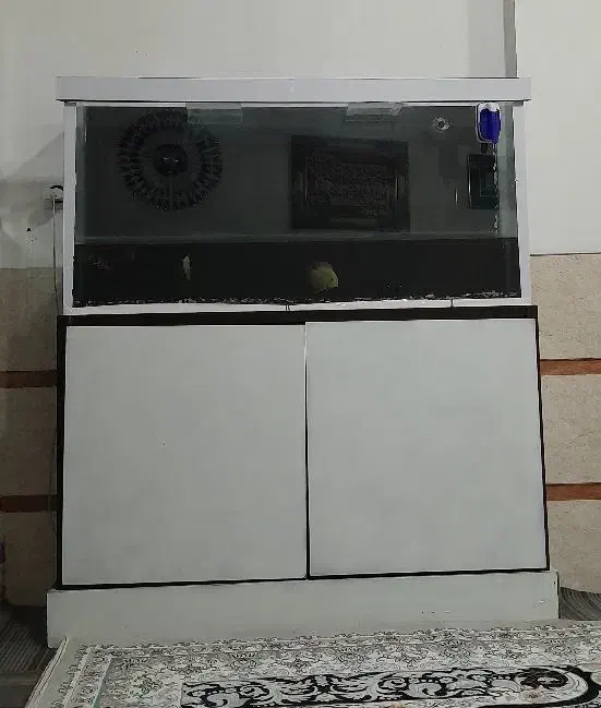 آکواریوم|ماهی|تربت جام, جامی|دیوار