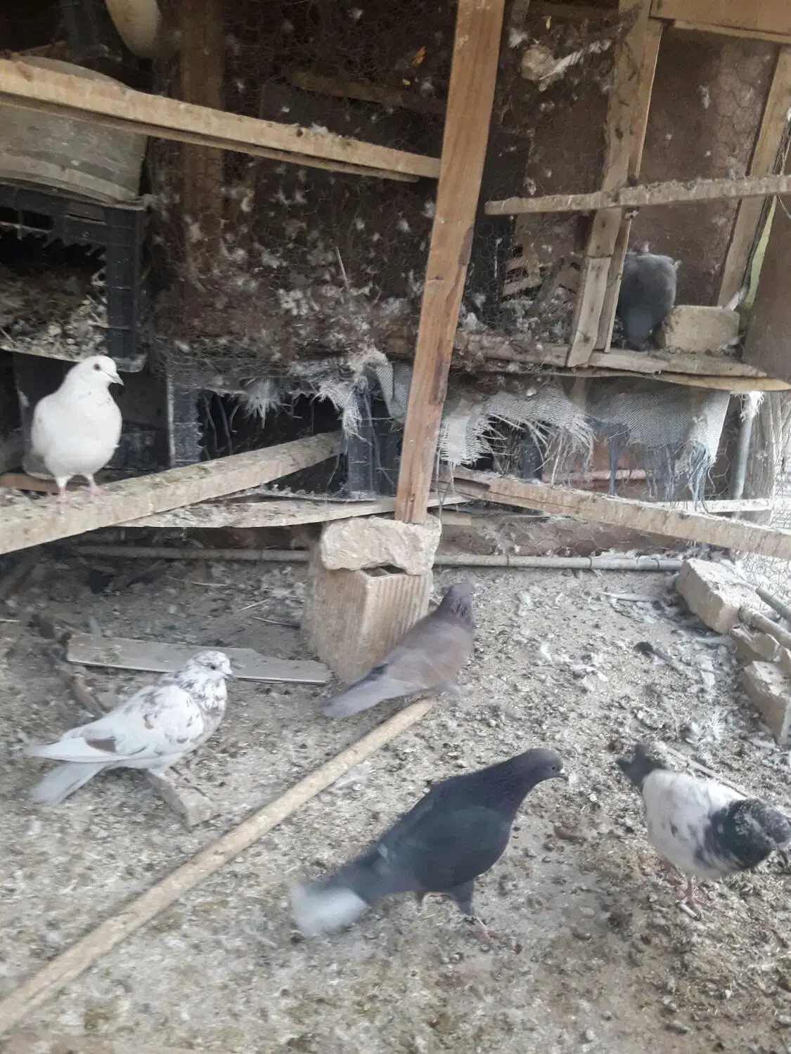 کفترتهرونی|پرنده|برخوار, |دیوار