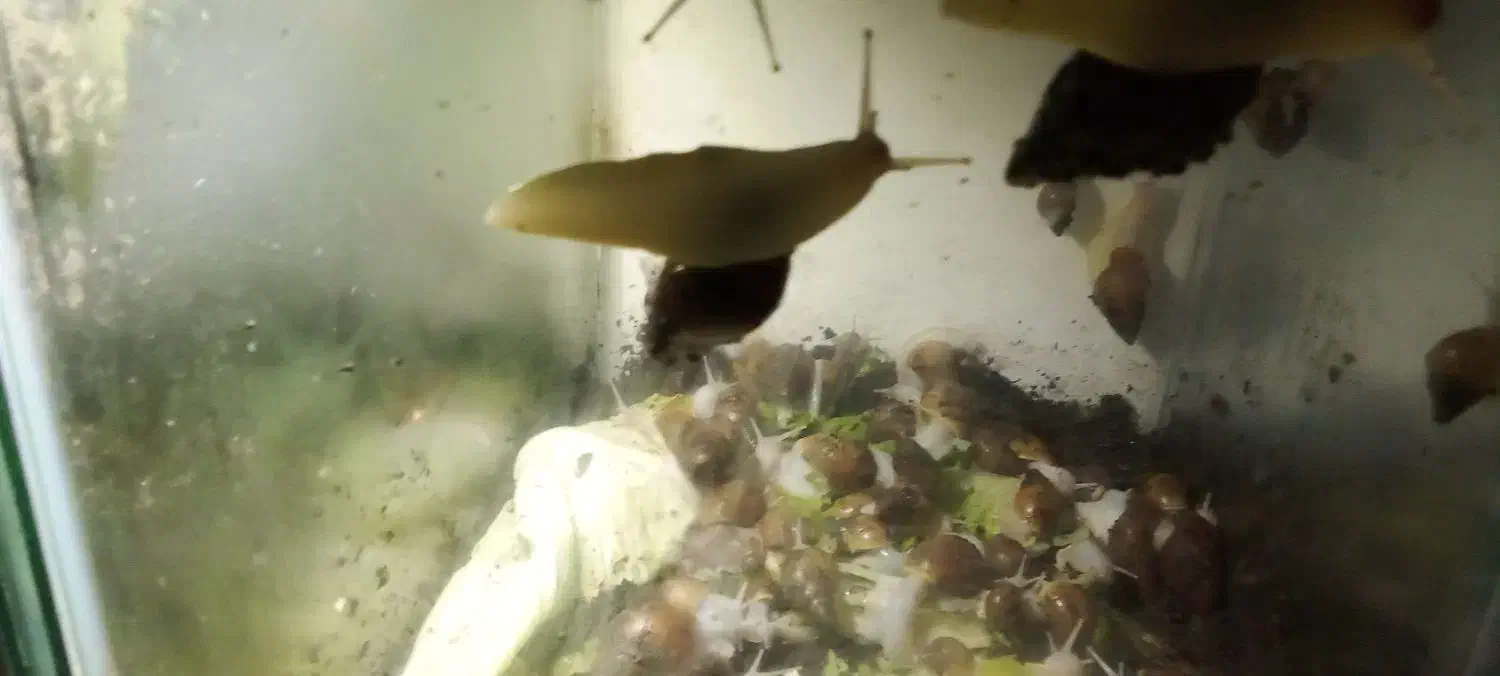 فورش حلزون تراپی اچتینا آلبینو|خزنده|خرمدره, |دیوار