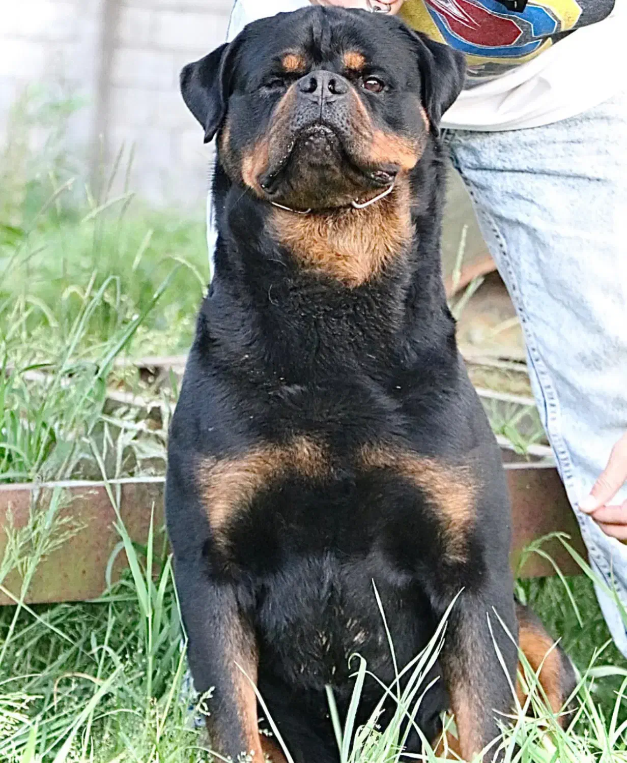 روتوایلر|سگ|قائم‌شهر, |دیوار