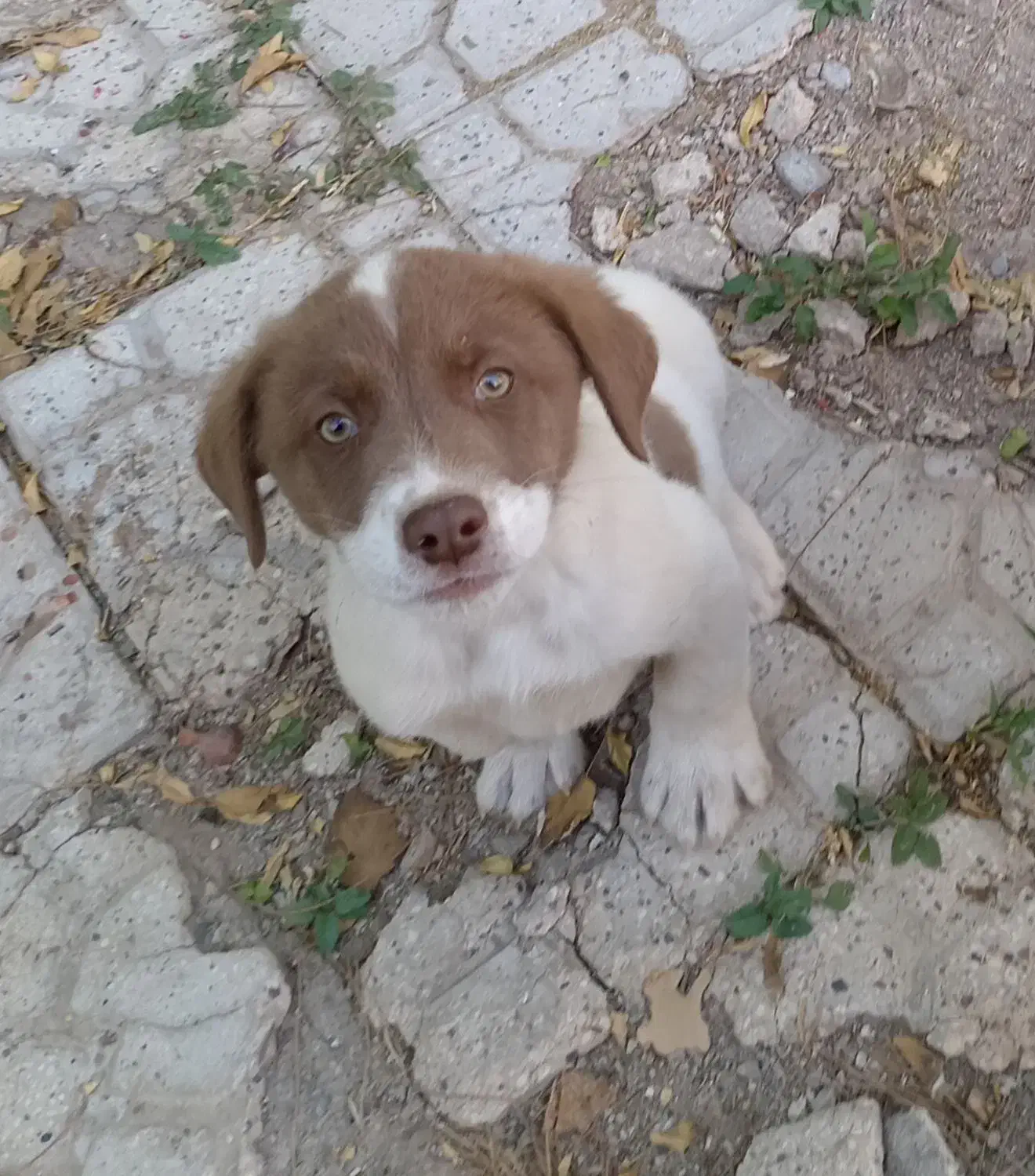 توله نر پنجه دار|سگ|کرمان, |دیوار