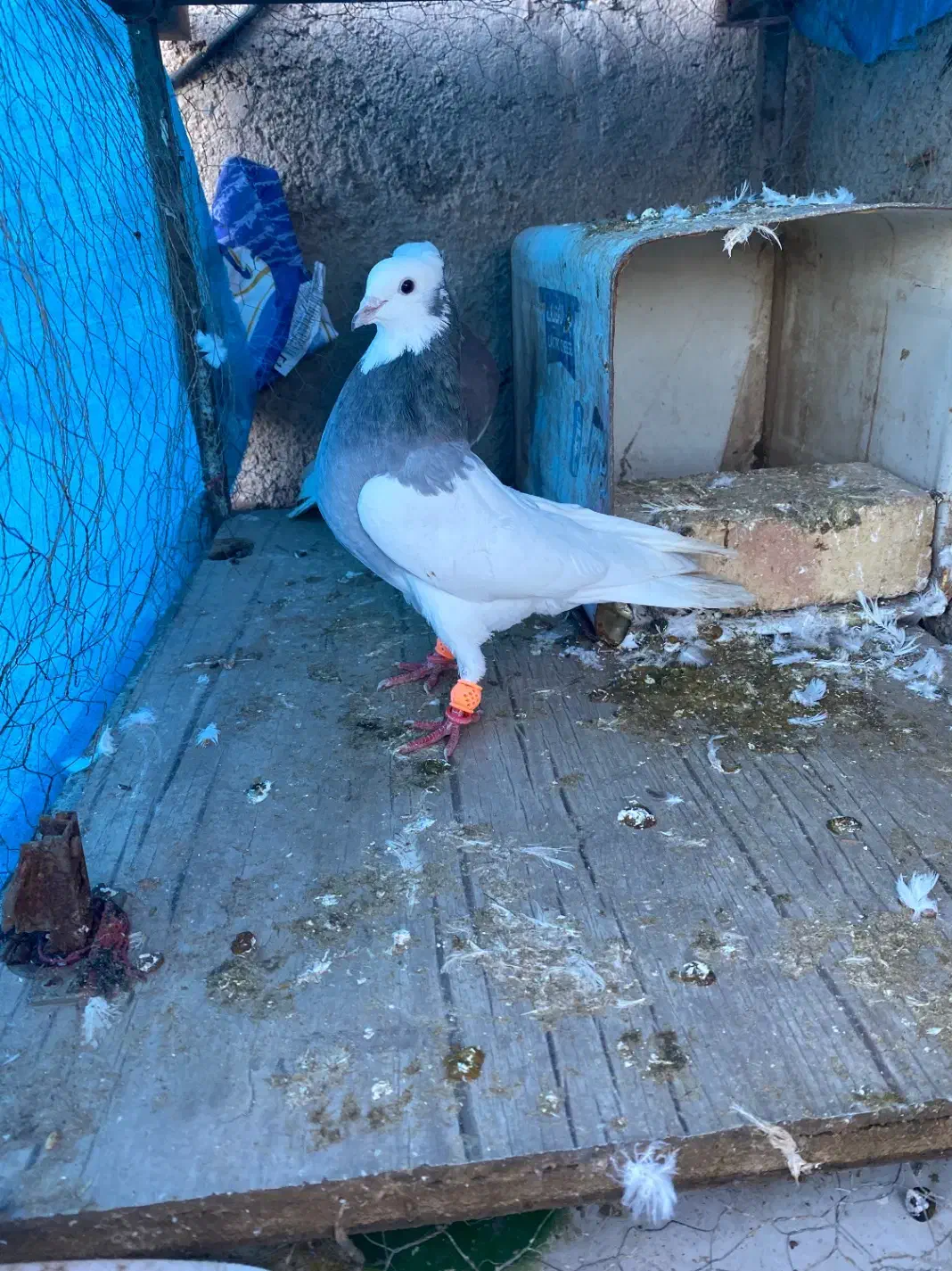 کفتر|پرنده|قزوین, |دیوار