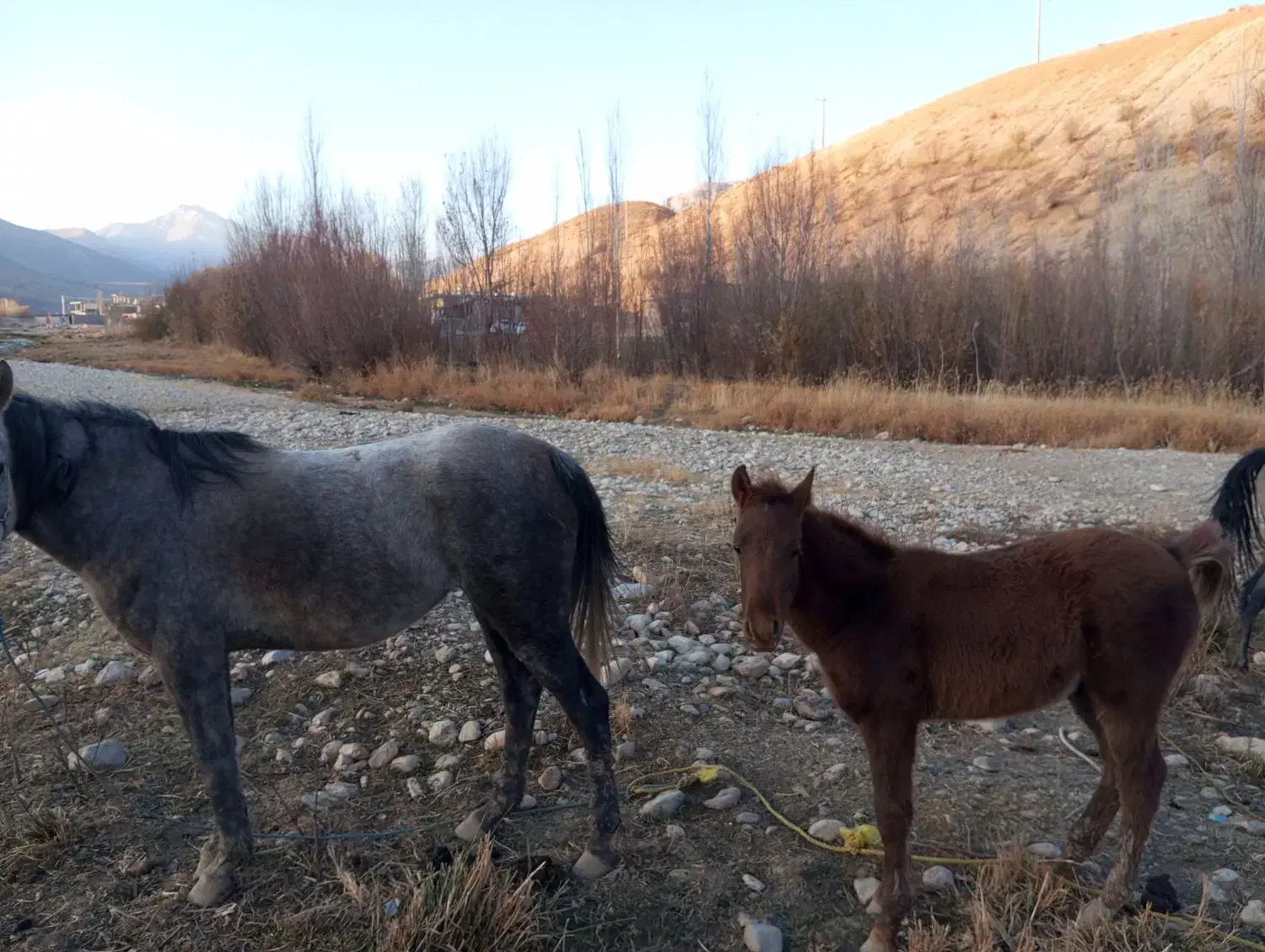 کره اسب|حیوانات مزرعه|کوهرنگ, |دیوار