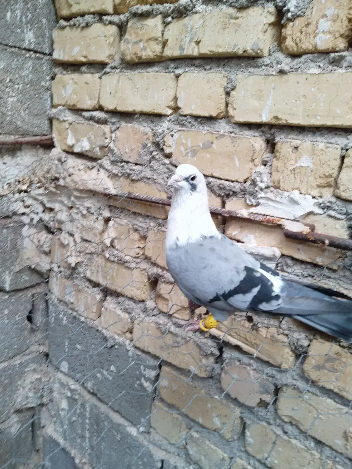 کبوتر کفتر مخمل سبز*فیروزآباد فارس *|پرنده|شیراز, حومه شیراز|دیوار