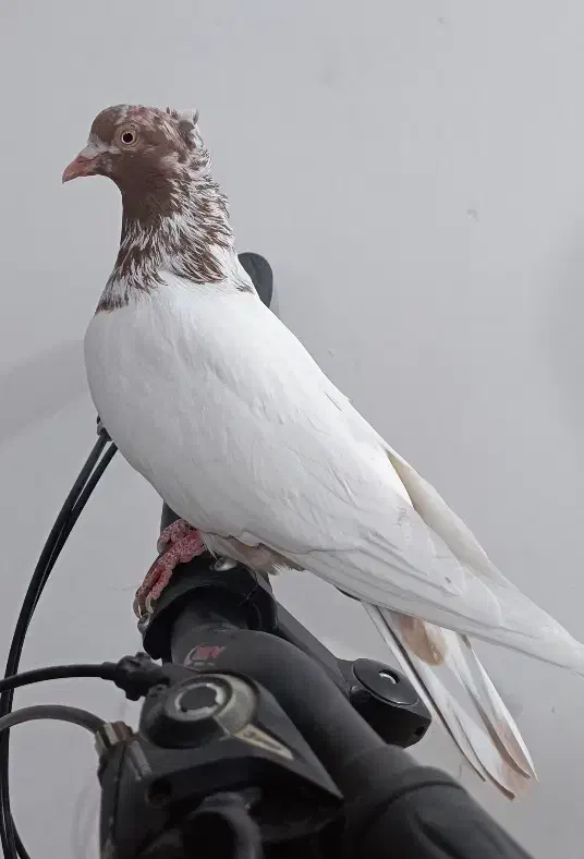 کبوتر|پرنده|سنندج, |دیوار