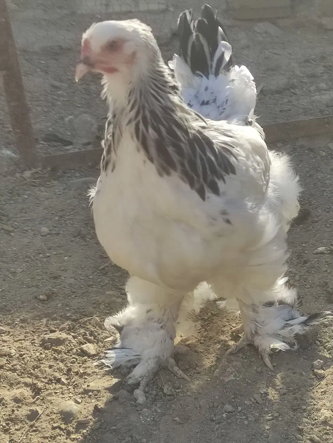 سه مرغ و سه خروس نژاد دار|حیوانات مزرعه|خاوران, |دیوار