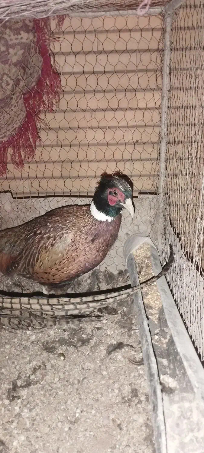 پرنده زینتی جوان قر|حیوانات مزرعه|کرمان, |دیوار