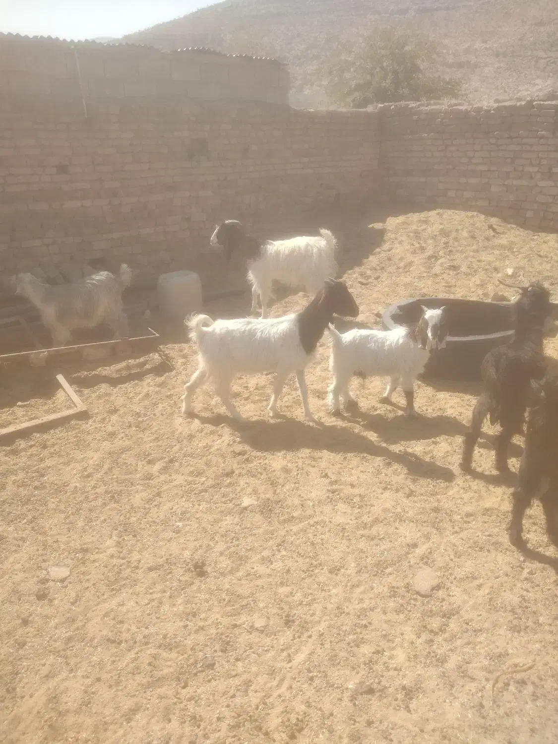باسلام دوعددبزاسرایلی خوب رونده شد|حیوانات مزرعه|شیراز, آبیاری|دیوار