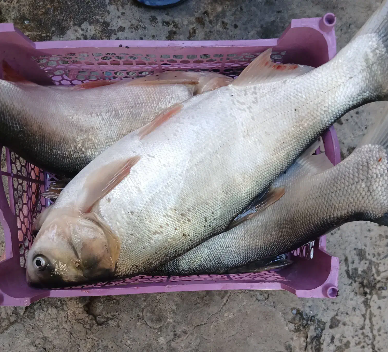 ماهی قزل آزاد تازه|ماهی|اسلام‌‌آباد غرب, |دیوار