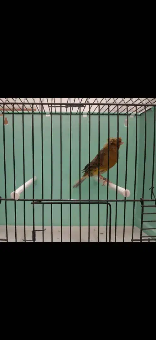 قناری نر قرص بخون|پرنده|رودهن, |دیوار