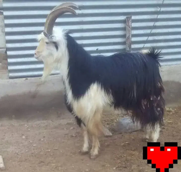 کهره نر|حیوانات مزرعه|جهرم, |دیوار