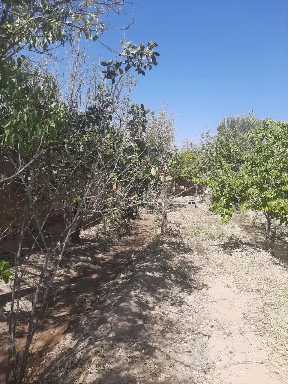 باغ میوه|فروش خانه و ویلا|گاریزات, |دیوار