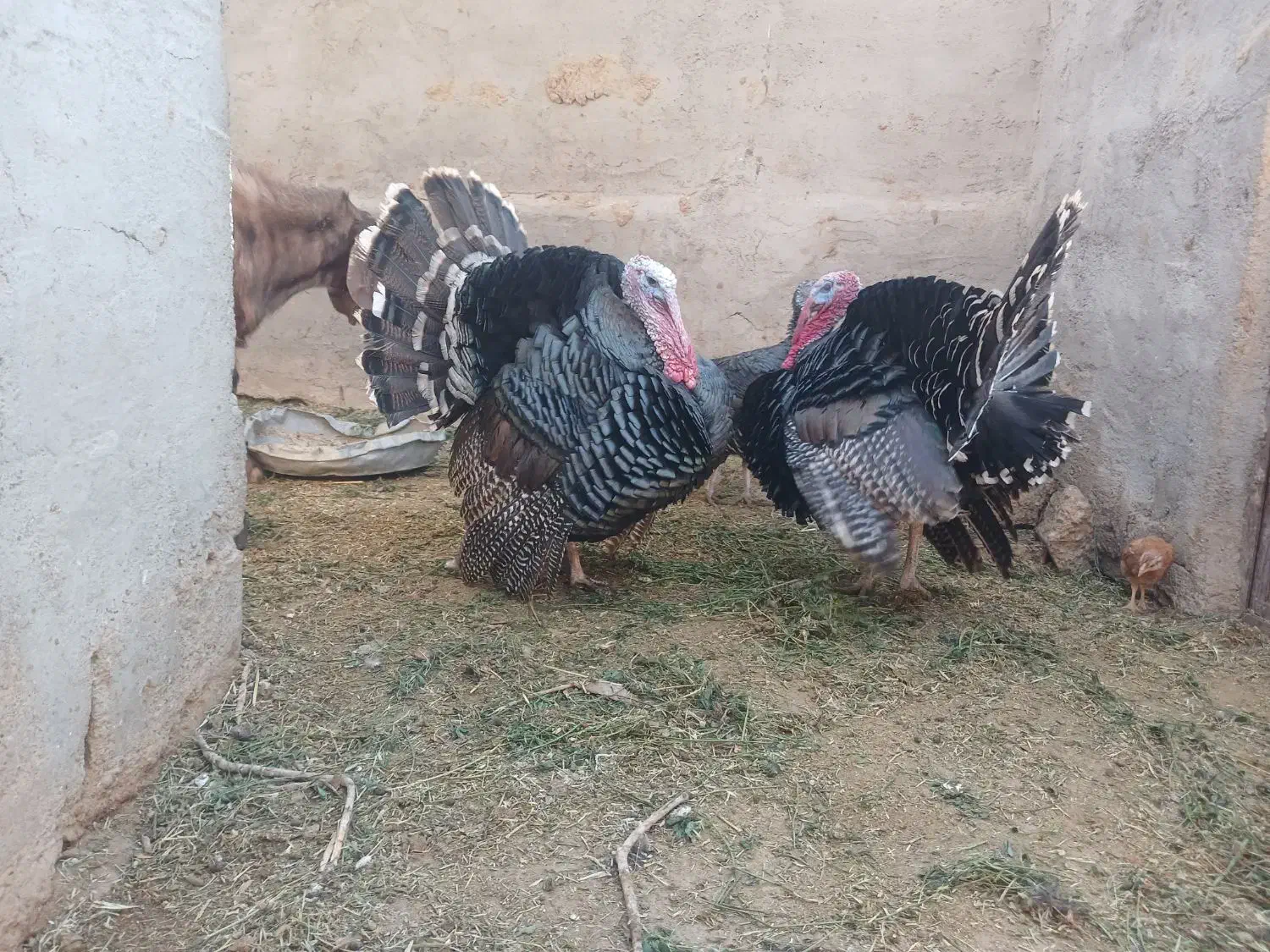 بوقلمون نر|حیوانات مزرعه|هامون, |دیوار