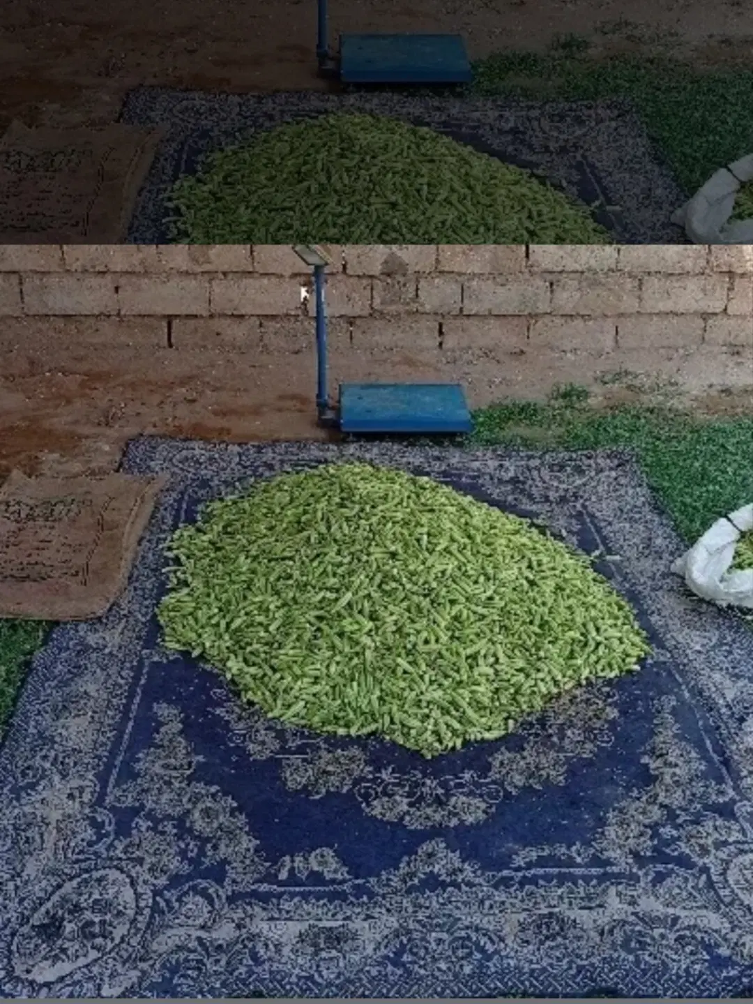 بامیه|خوردنی و آشامیدنی|بندر کنگان, |دیوار