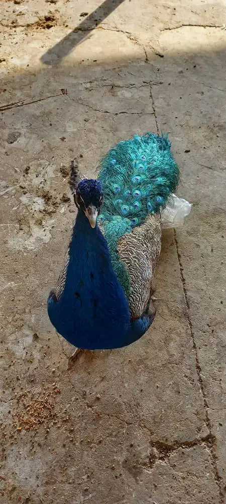 طاووس|پرنده|آران و بیدگل, |دیوار