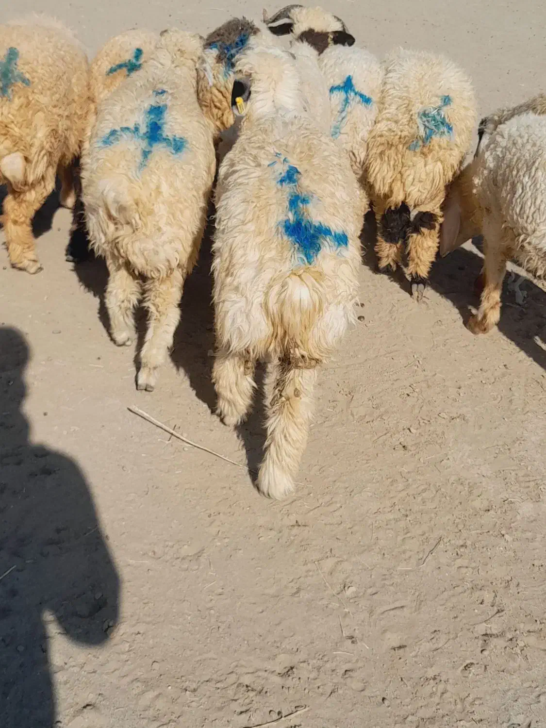 ۱۲راس بره نر قلمدار|حیوانات مزرعه|جیرفت, |دیوار