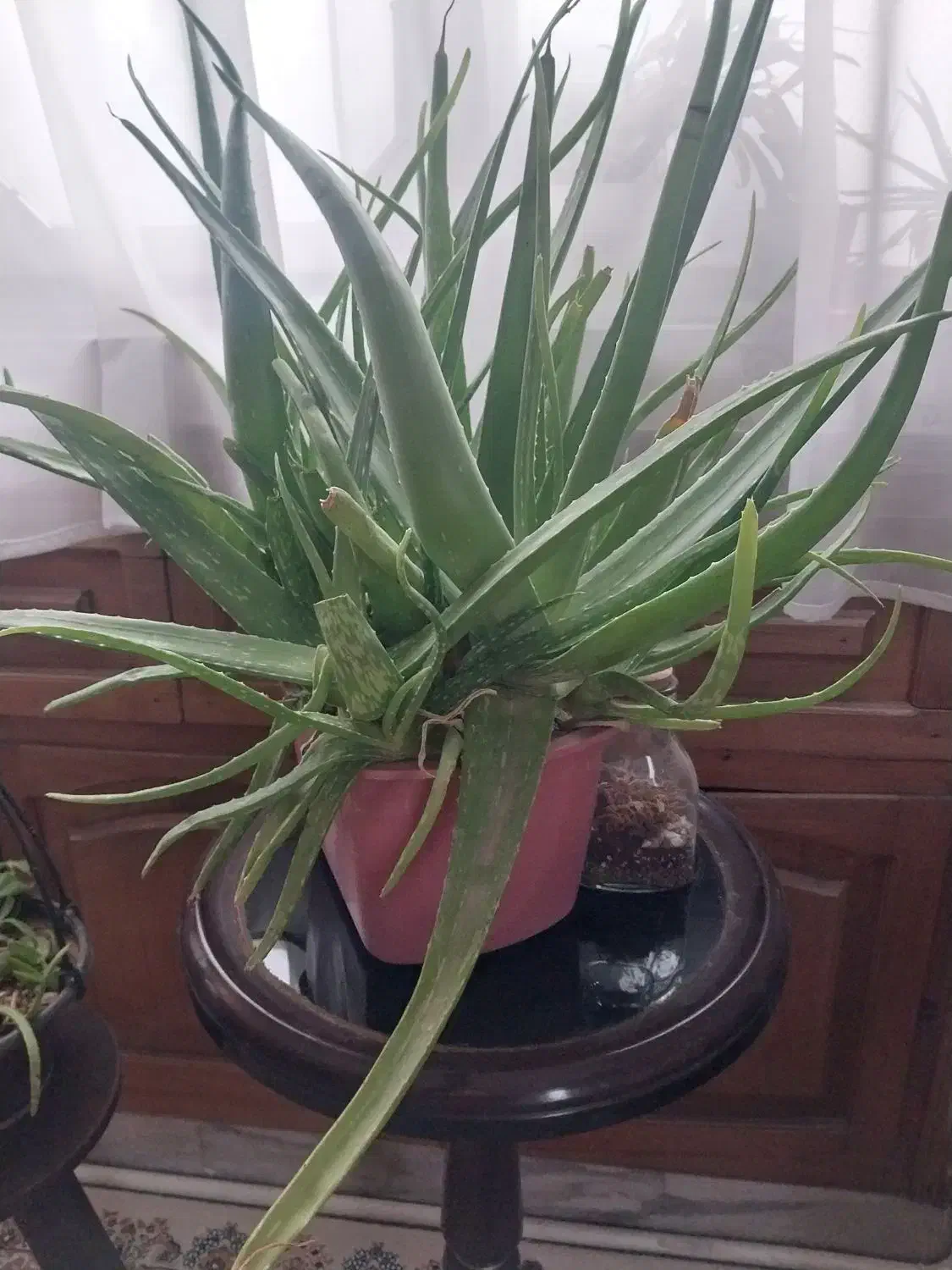 چند گلدان الوورا با قیمت خوب|گل و گیاه طبیعی|ری, شهادت|دیوار