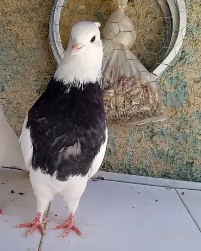 جفت طوقی سیاه بدون غلط|پرنده|سمیرم, |دیوار