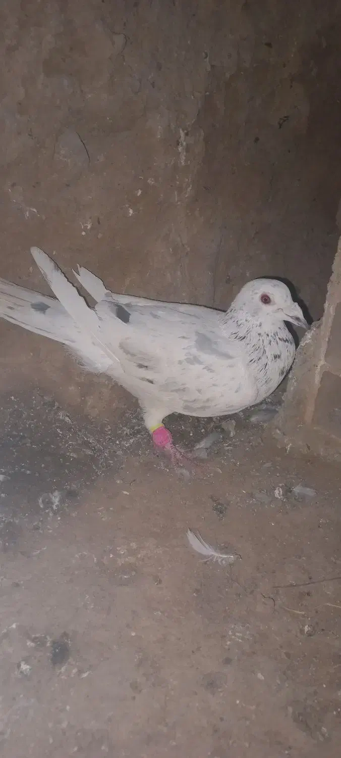 کفتر|حیوانات|سبزوار, قصبه شرقی|دیوار