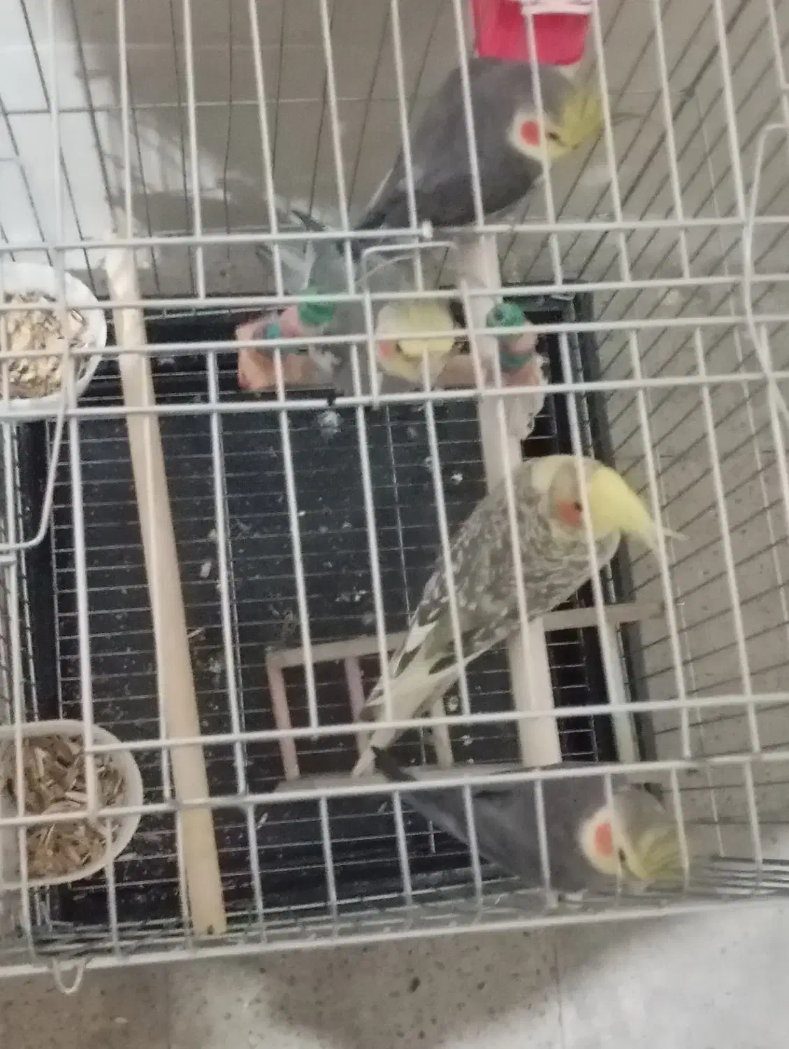 پرنده|پرنده|اسلام‌شهر, شهرک توحید|دیوار