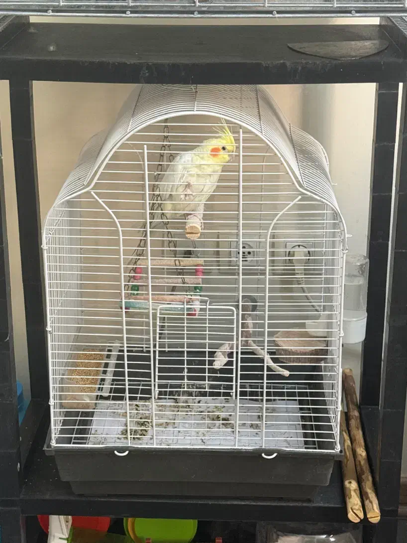 عروس هلندی نر دوساله|پرنده|تهران, نیروی هوایی (پیروزی)|دیوار