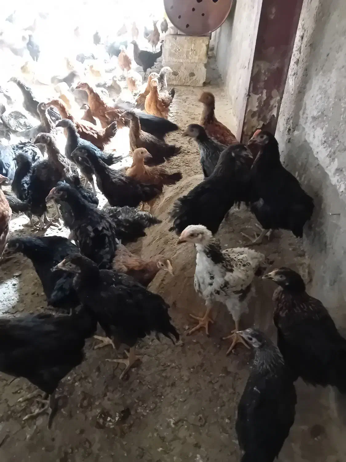 نیمچه مرغ و خروس|حیوانات مزرعه|تبریز, |دیوار