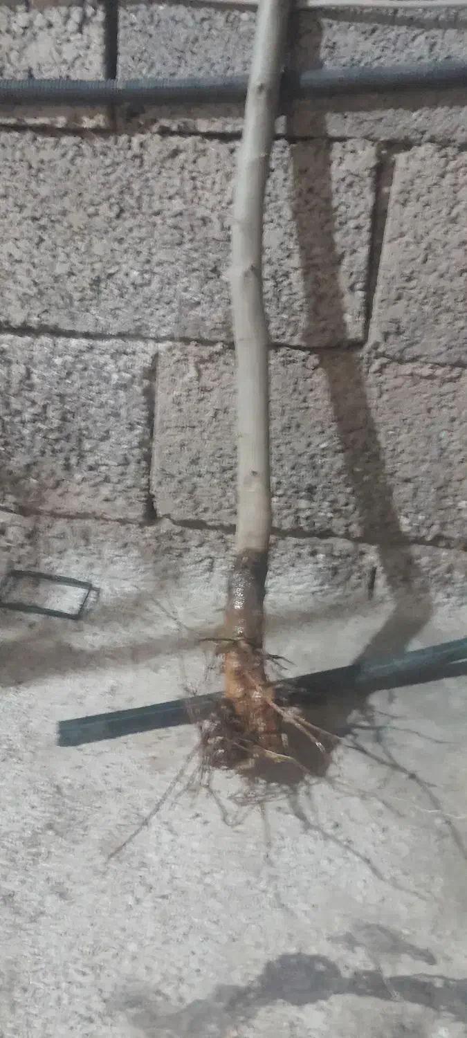 نهال  زیتون|گل و گیاه طبیعی|لوشان, |دیوار