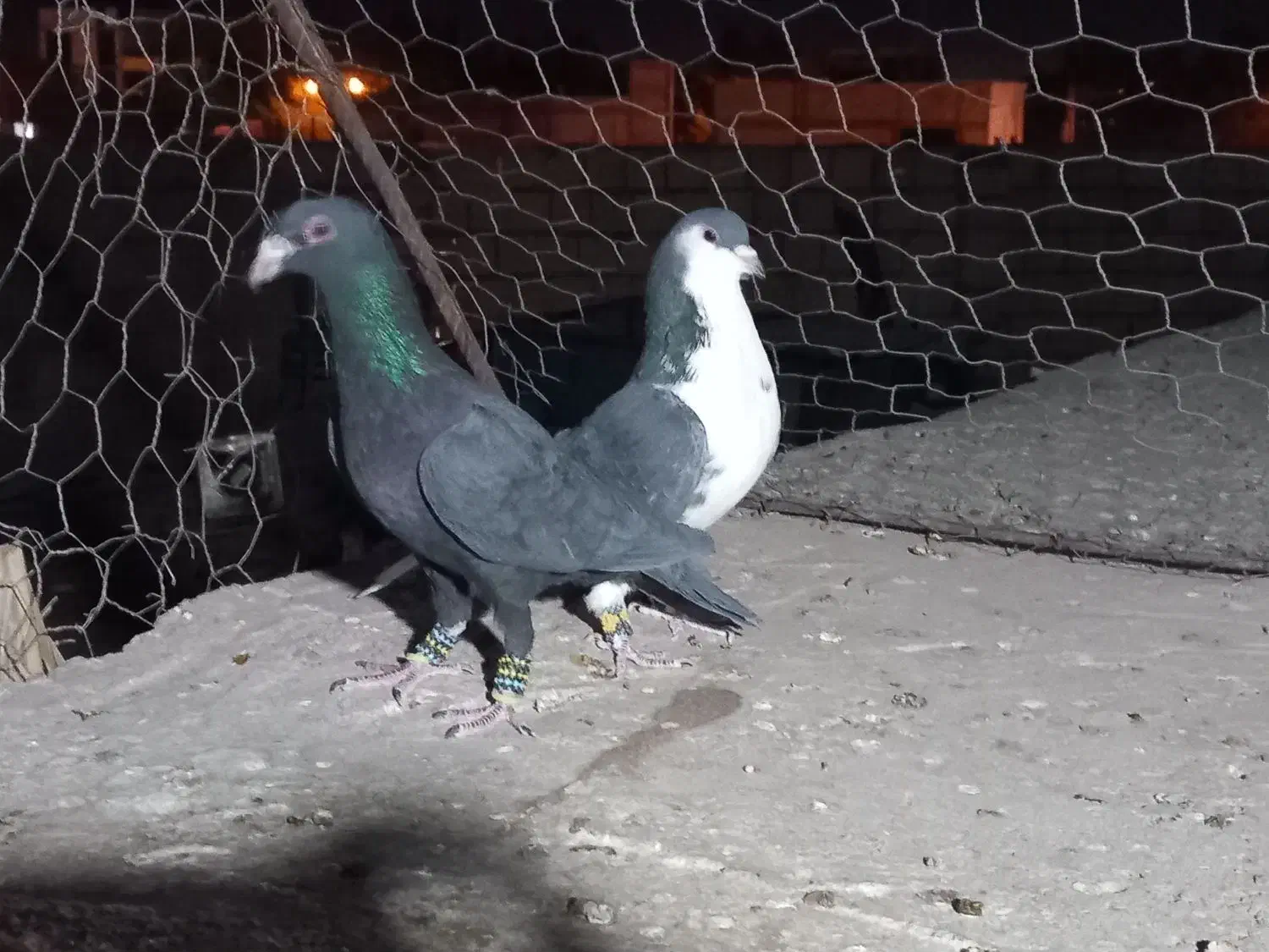 ۵ عدد کبوتر|پرنده|رفسنجان, |دیوار