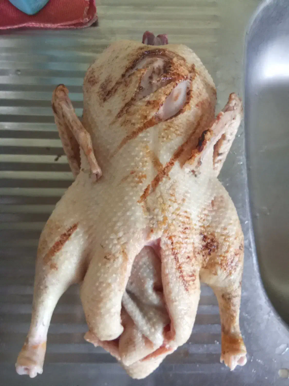 اردک و غاز محلی|حیوانات مزرعه|رشت, پل تالشان|دیوار