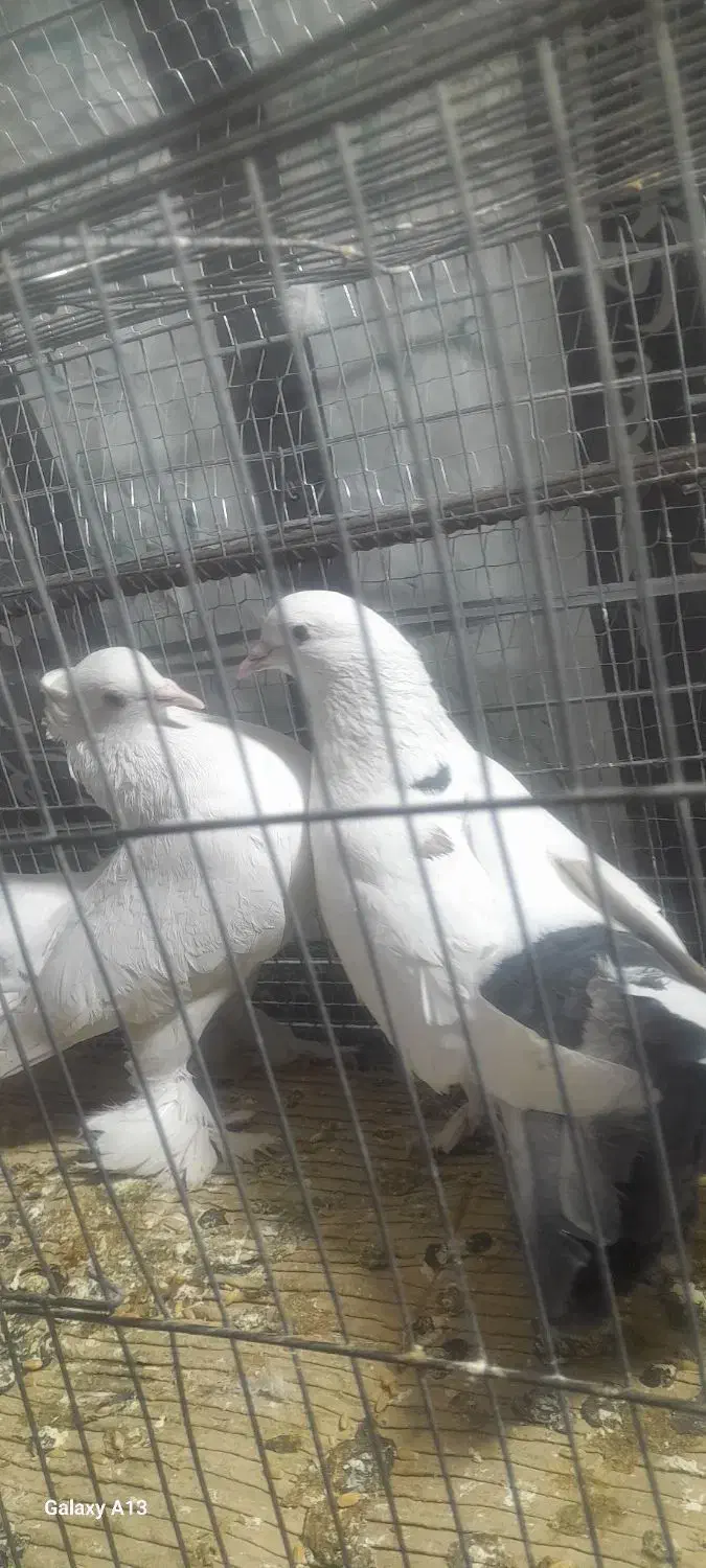 کفتر|پرنده|تهران, فاطمی|دیوار