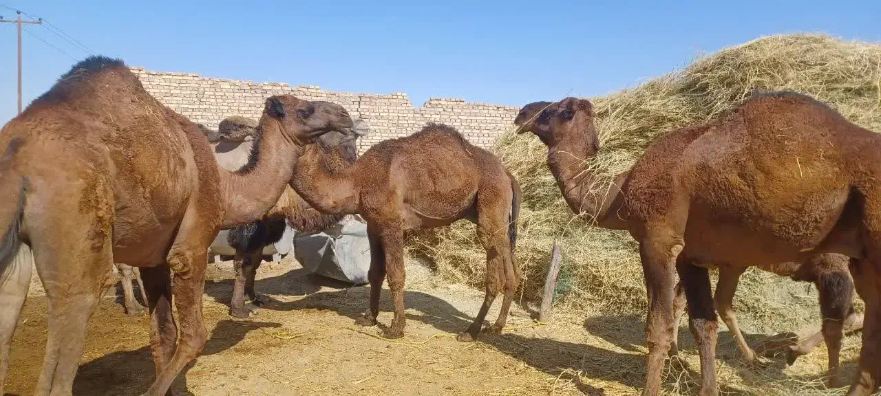 شتر داشتی و گوشتی|حیوانات مزرعه|کشکوئیه, |دیوار