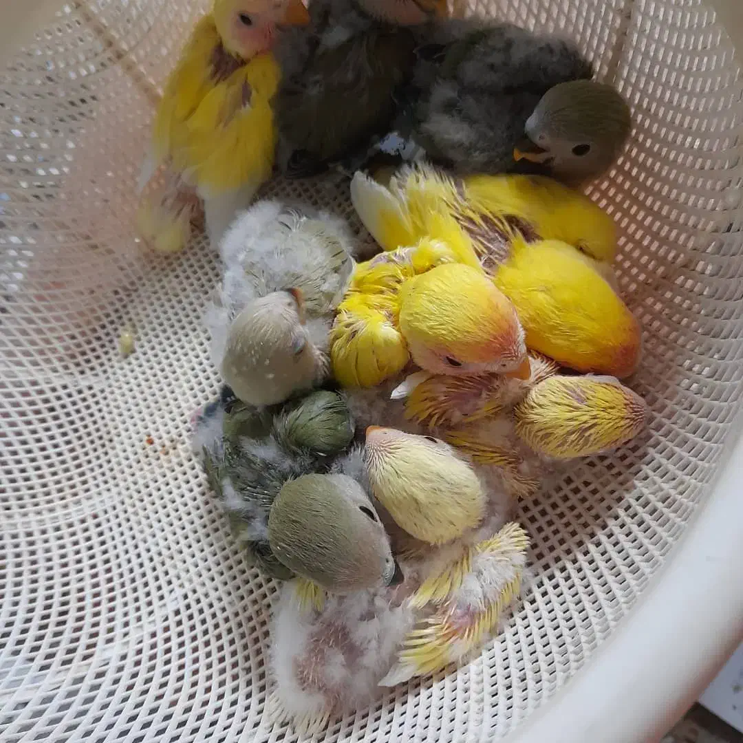 جوجه سرلاکی طوطی برزیلی|پرنده|جم, |دیوار