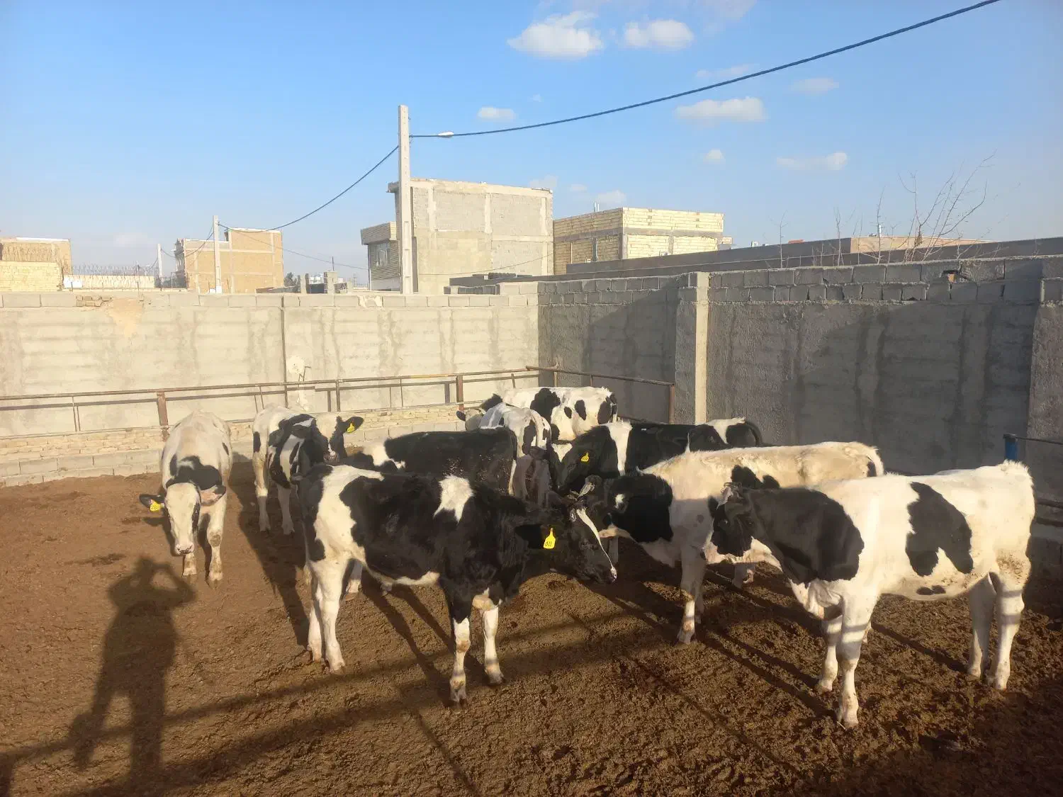 گوساله نر|حیوانات مزرعه|ماهدشت, |دیوار