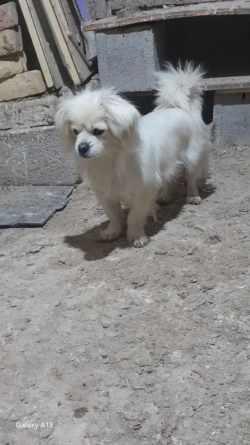 پاکوتا|سگ|بجنورد, |دیوار