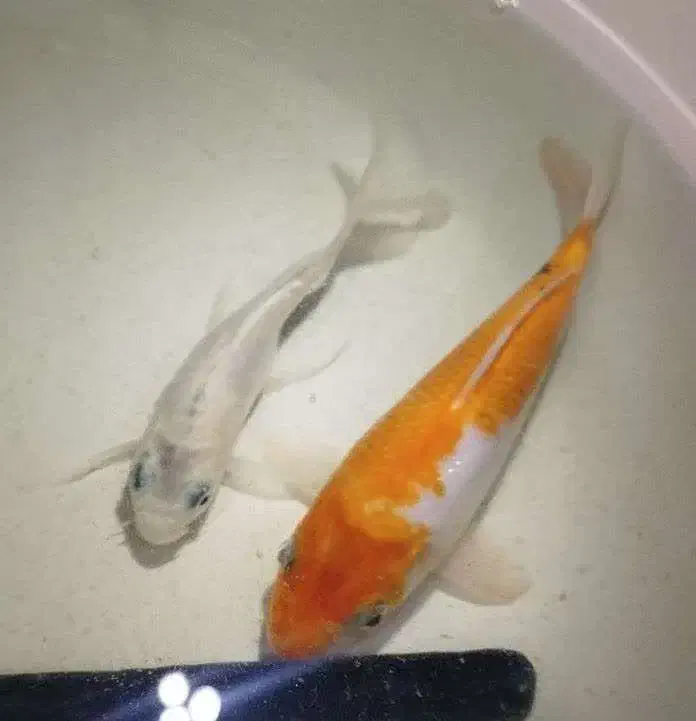 کوی رنگی و سفید|ماهی|ری, منصوریه منگل|دیوار