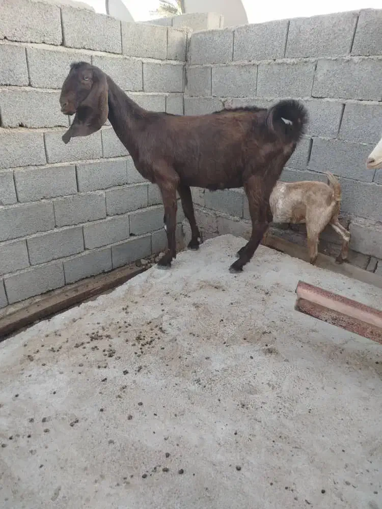 تالی پاکستانی|حیوانات مزرعه|فین, |دیوار