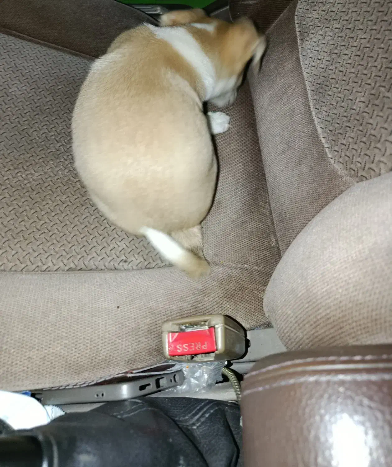 واگذاری سگ میکس اشپیتزوبچه گربه یه چشمش تخلیه شد|سگ|کرج, کوی کارمندان جنوبی|دیوار