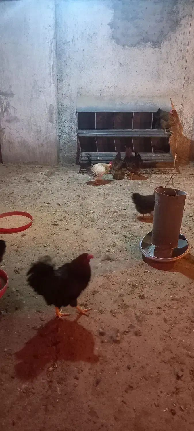 مرغ و خروس گلپایگان|حیوانات مزرعه|فلاورجان, |دیوار