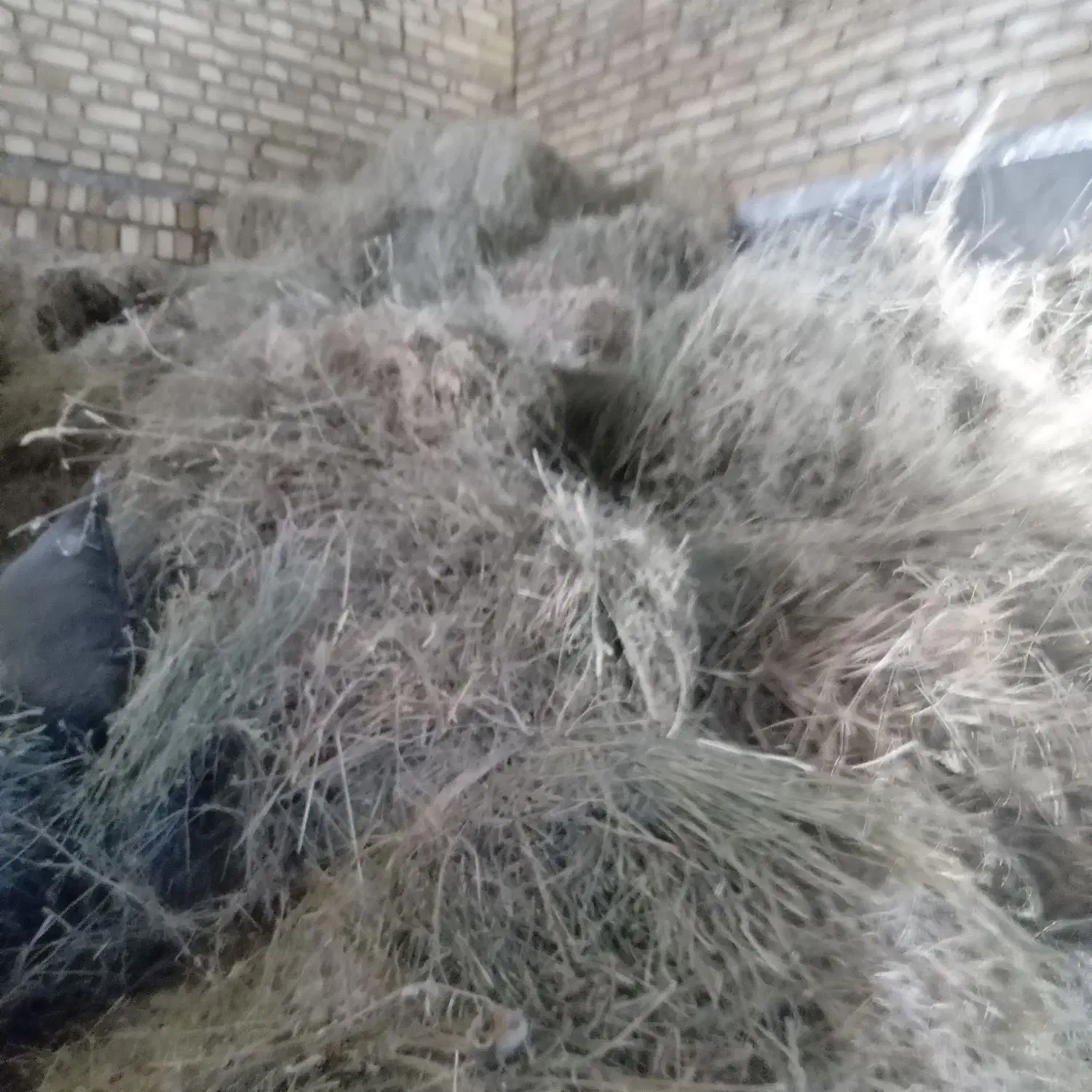 فروش پرس و باغ|حیوانات مزرعه|قیدار, |دیوار