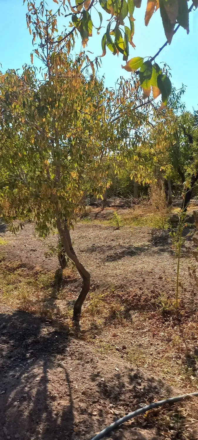 فروش یک قطعه باغ در اسلامیه|فروش خانه و ویلا|اسلامیه, |دیوار