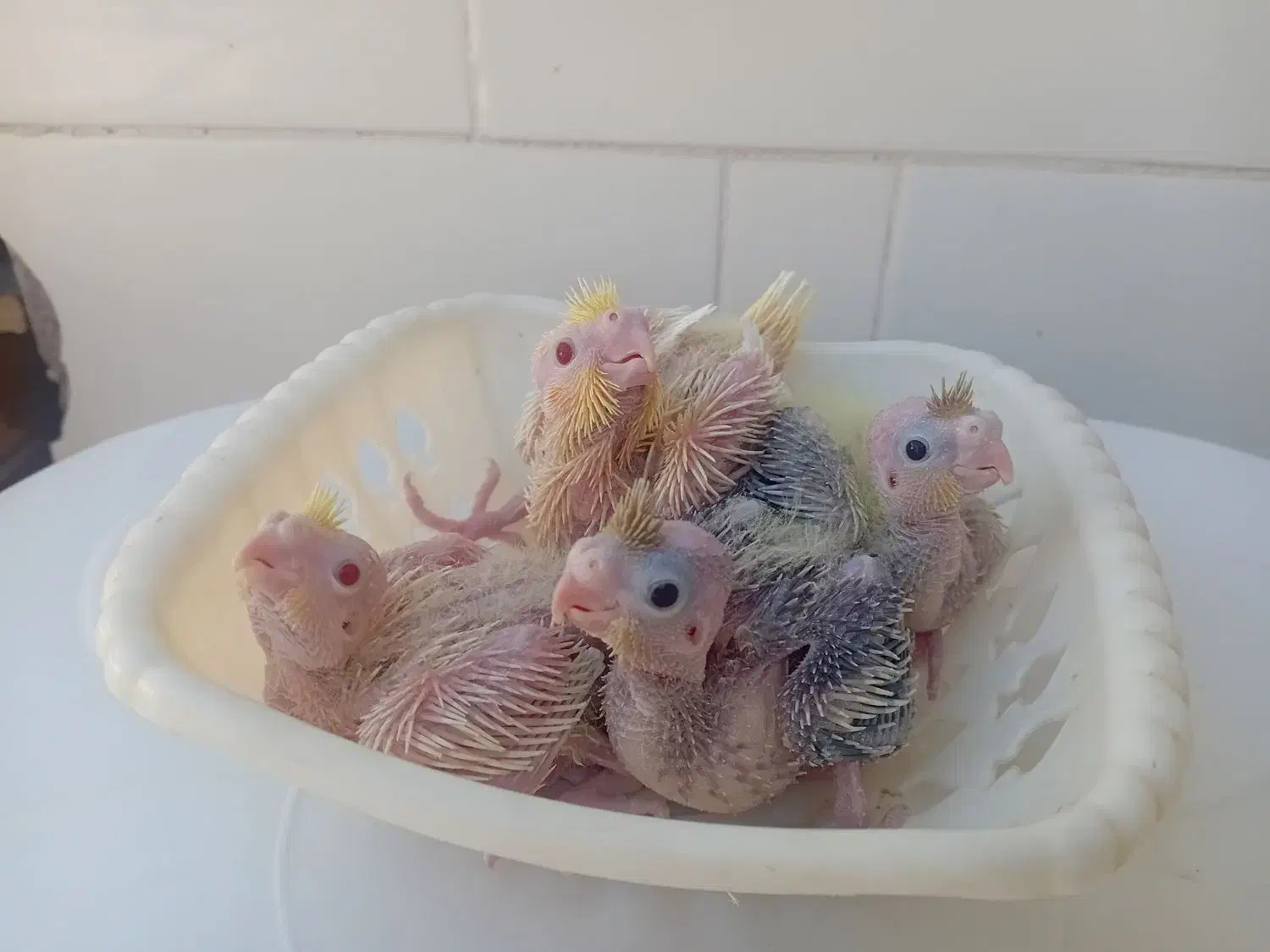 جوجه عروس هلندی ۲۵ روزه ۳۸۰|پرنده|دهلران, |دیوار