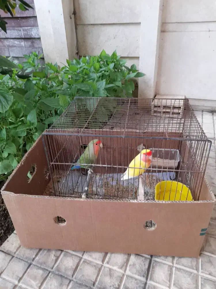 طوطی برزیلی یکساله|پرنده|کرج, مهرویلا جنوبی|دیوار