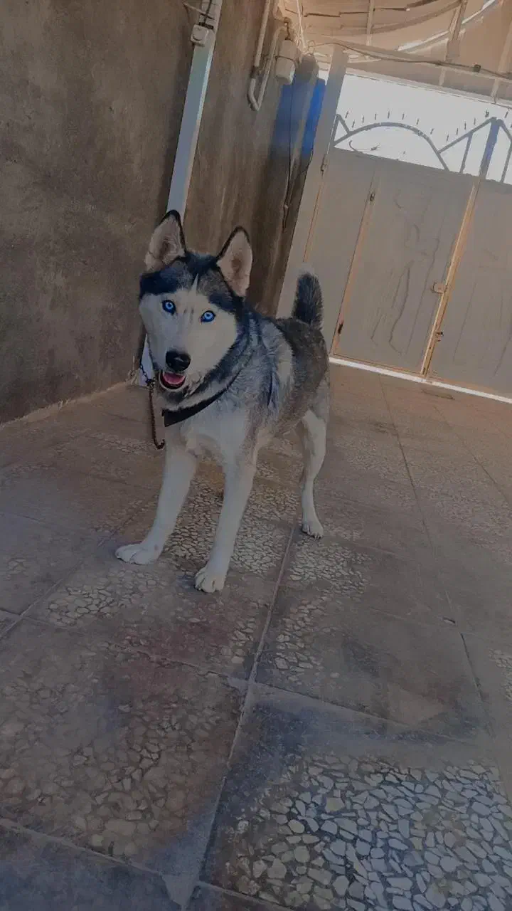 4000000|سگ|بم, |دیوار