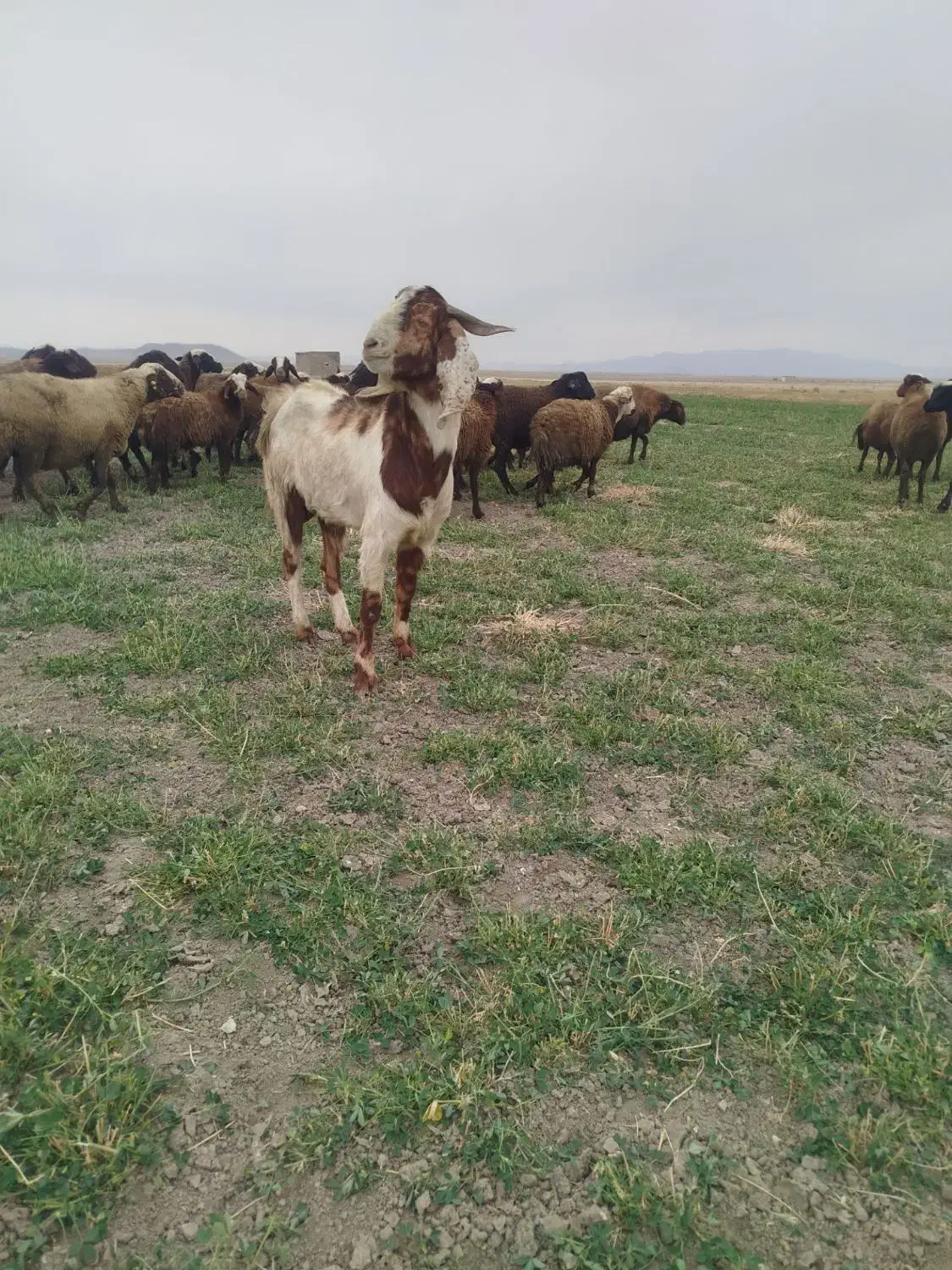 بزغاله نر نژاد دار|حیوانات مزرعه|ملایر, |دیوار