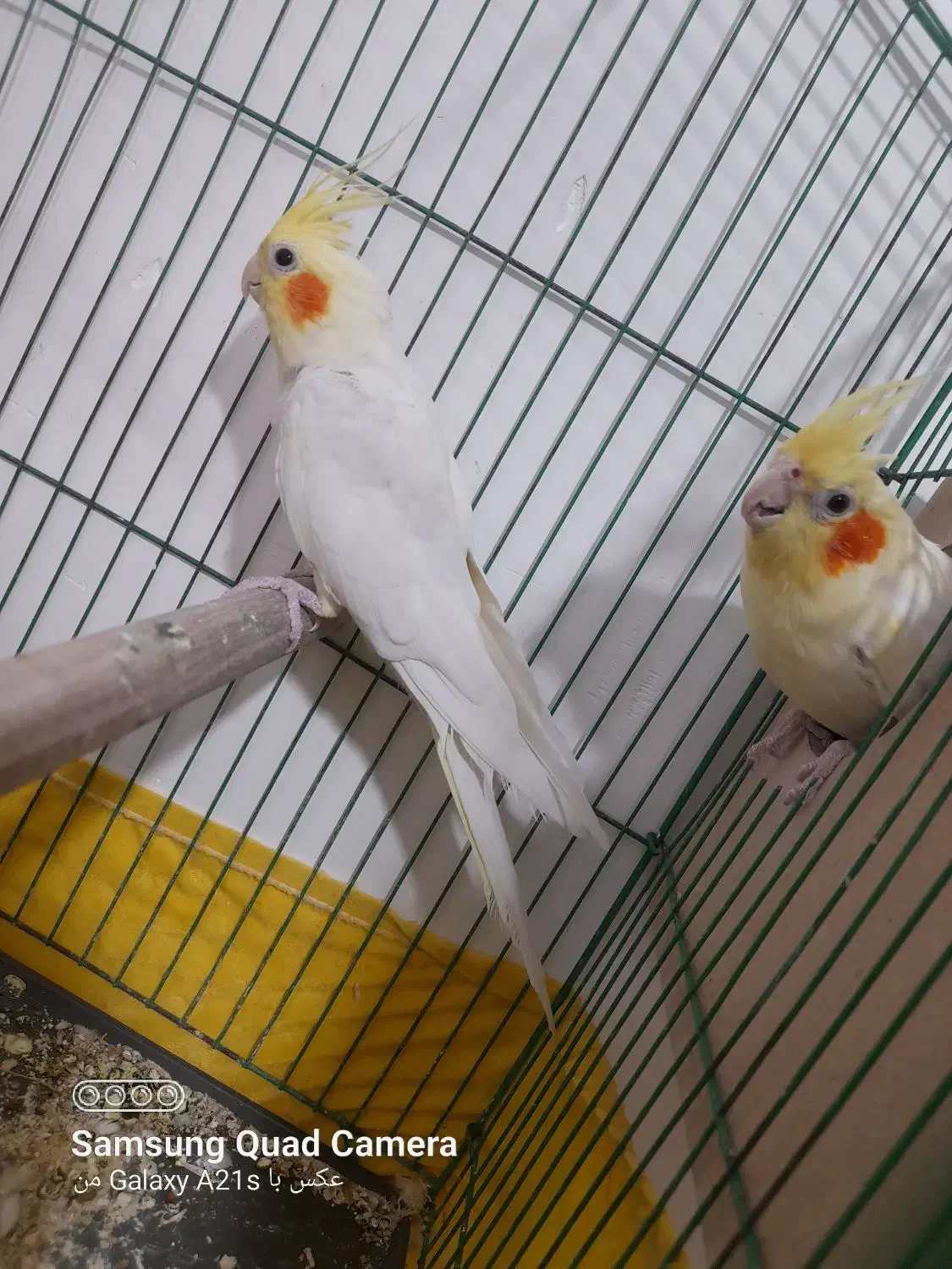 عروس هلندی|پرنده|رامشیر, |دیوار