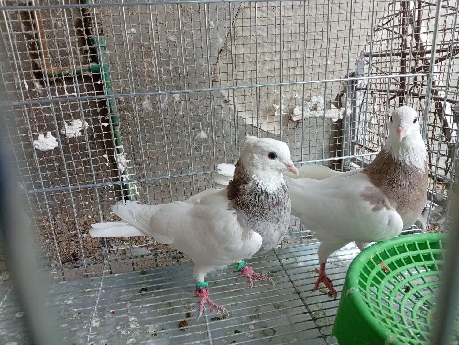 جفت طوقی اصیل|پرنده|خورموج, |دیوار