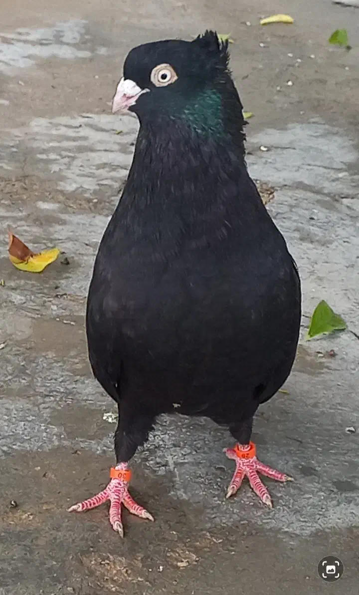 کبوتر|پرنده|آبپخش, |دیوار